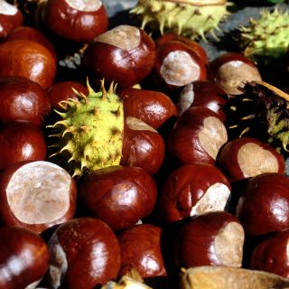 Aesculus Hippocastanum Extract